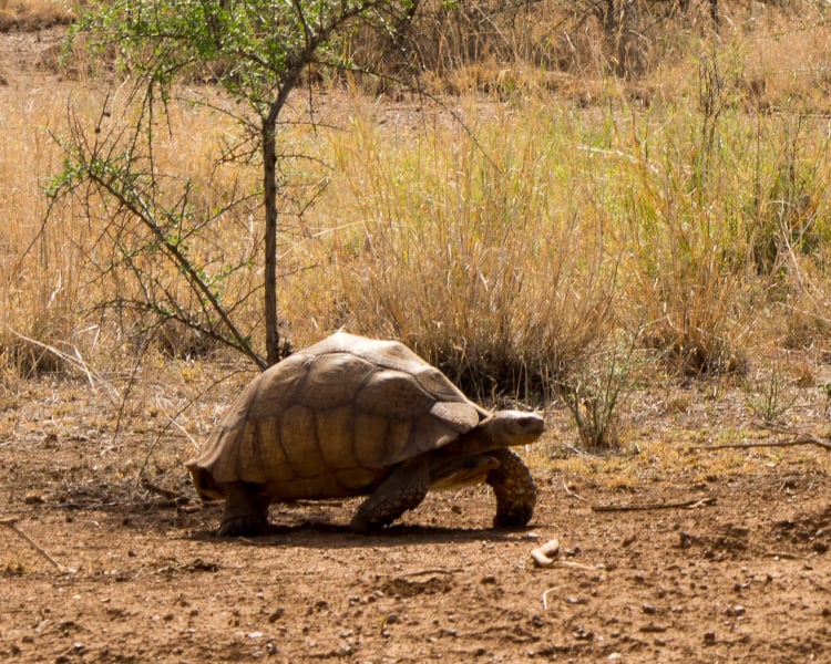 What Do African Sulcata Tortoises Eat?