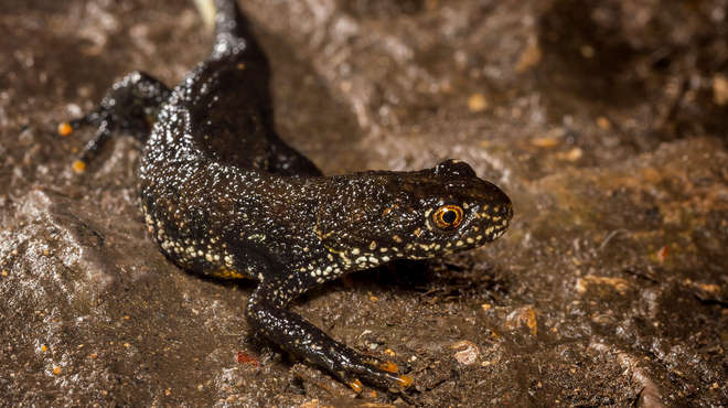 What Do Garden Newts Eat?