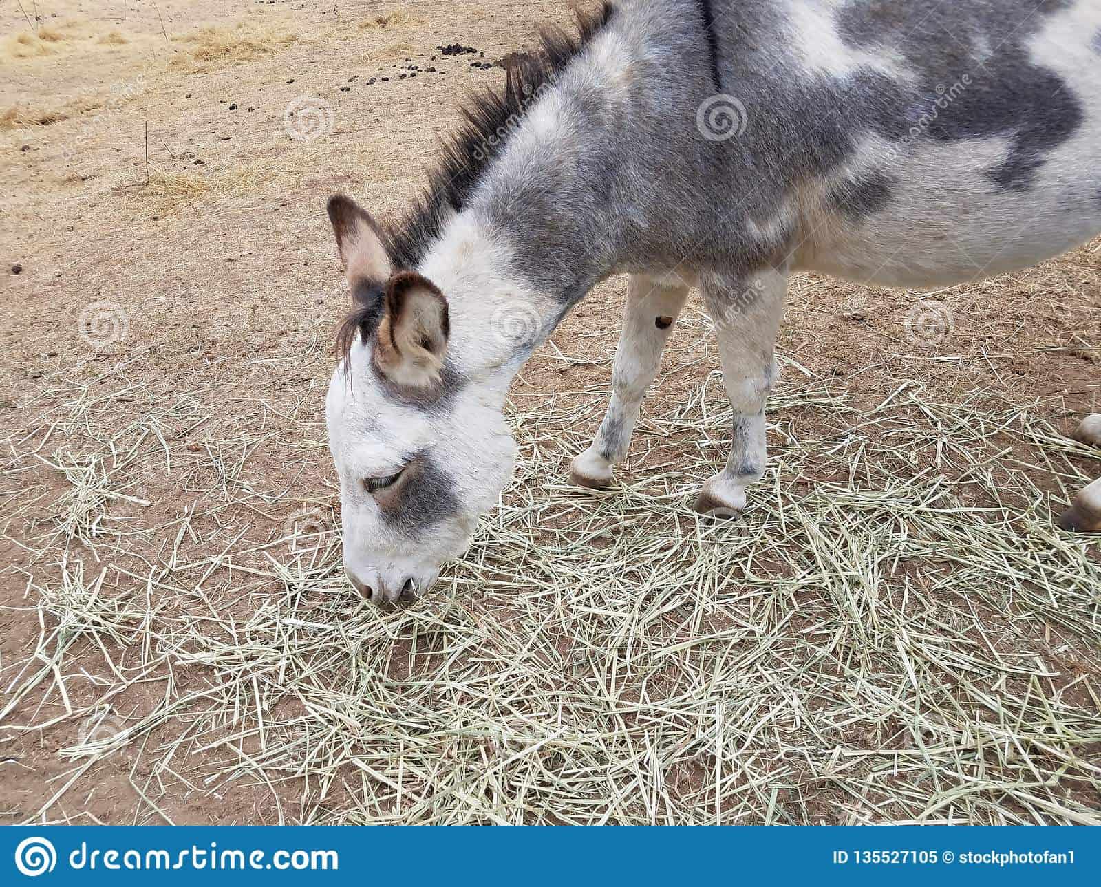 What You Should Know About Donkey Eating Hay