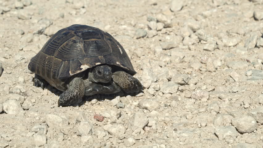 What Do Turtles Eat Everyday?