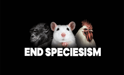 Can Gerbils Eat Meat?