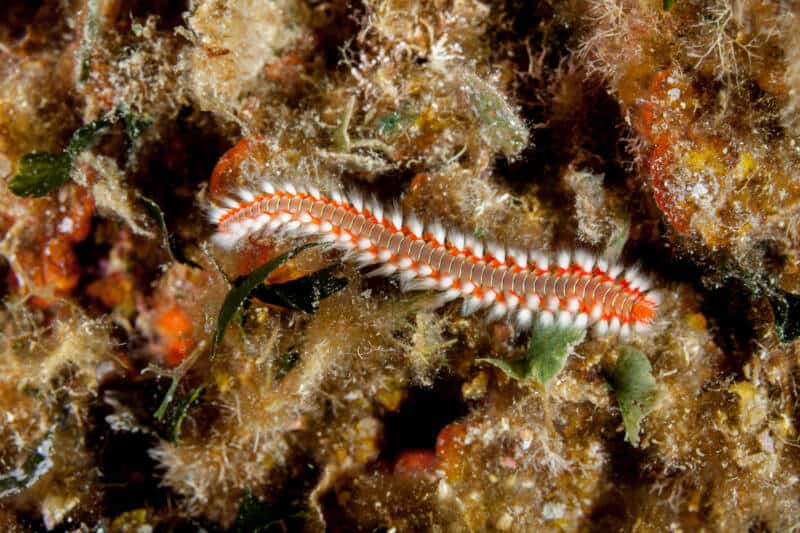 Feeding Bloodworm Pellets to Your Tropical Fish
