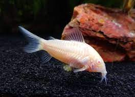 Best Food For Albino Cory Catfish