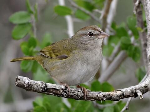 Small Green Wild Birds