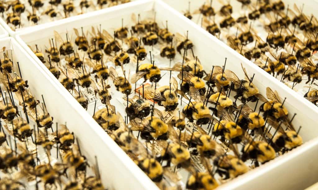 What Do Bees Pollinate That We Eat?
