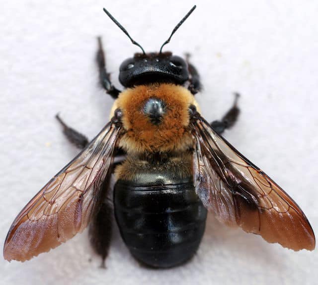 What Do Wood Boring Bees Eat?