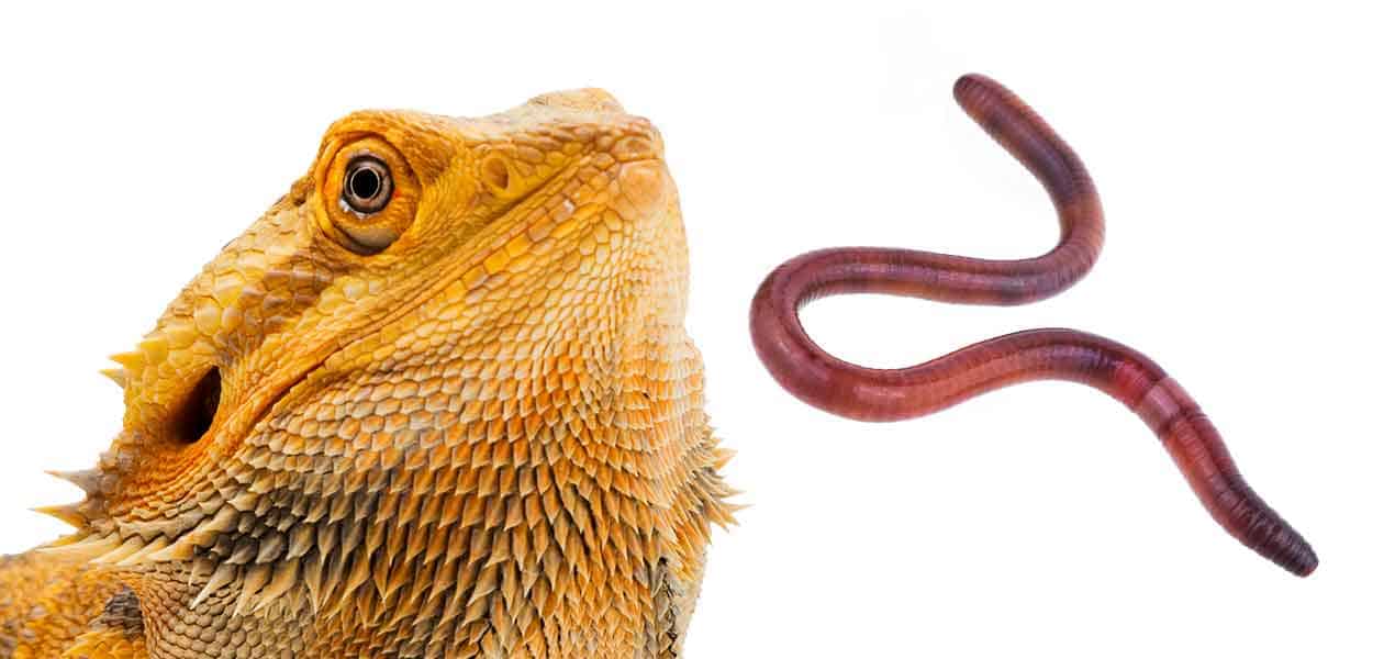 Feeding Your Bearded Dragon Worm Food