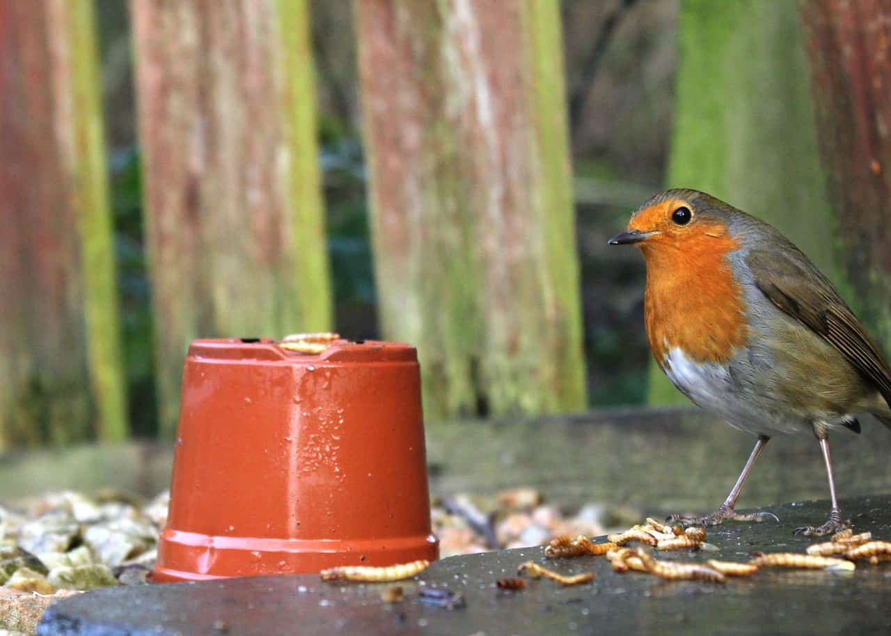 Feeding Mealworms to Wild Birds Pet Food Guide