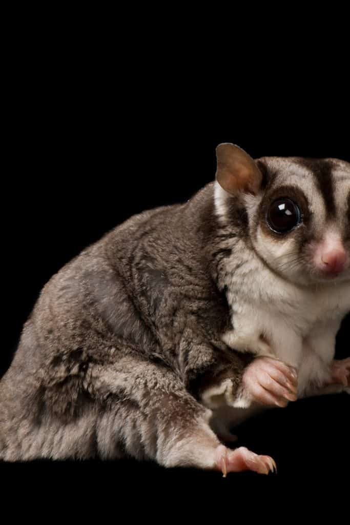 The Sugar Glider Diet in Captivity Pet Food Guide