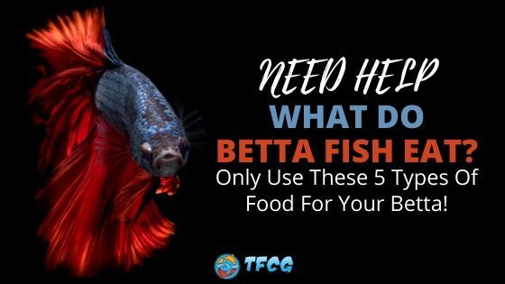 Feeding Your Siamese Fighting Fish Food