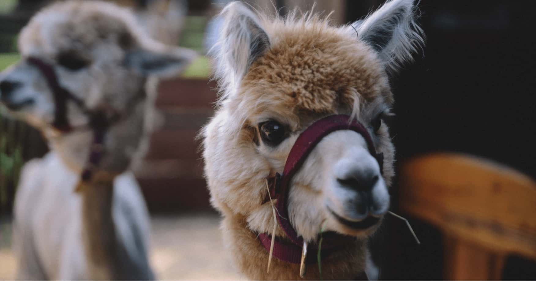 How to Make Homemade Alpaca Treats Pet Food Guide