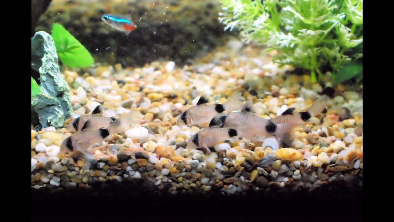 Panda Corydora Diet