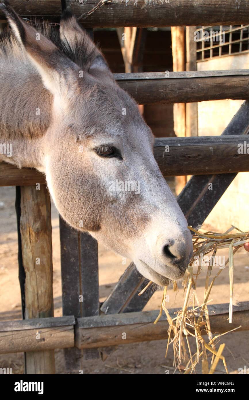 Feeding Your Donkey
