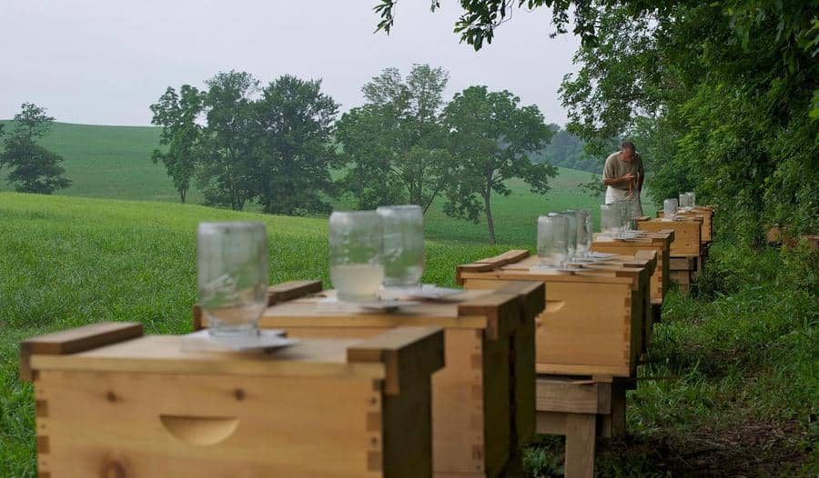 The Advantages of an Outdoor Bee Feeder