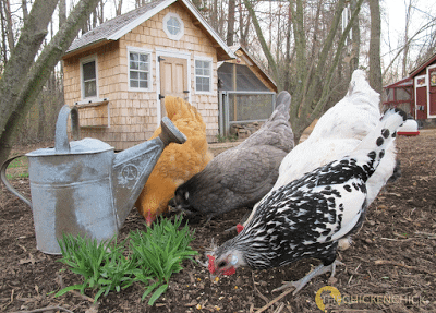 Choosing the Right Chicken Feed For Laying Hens