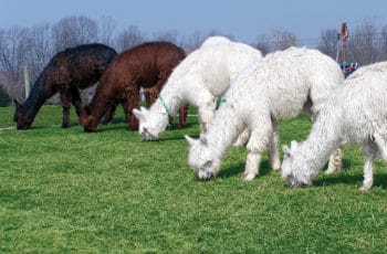 Mazuri Alpaca & Llama Maintenance Diet