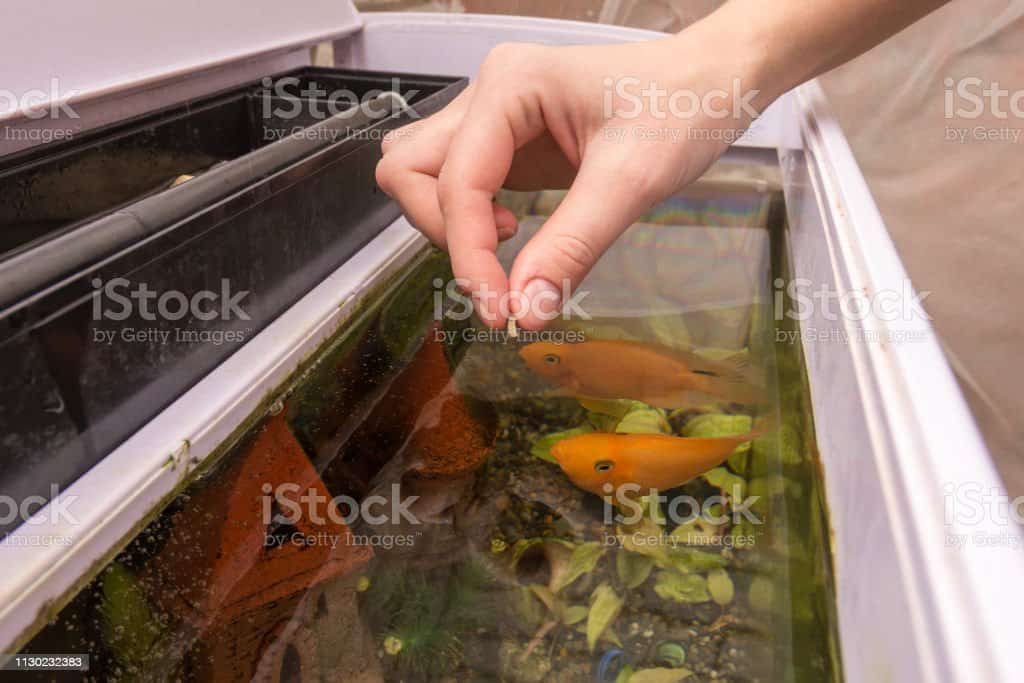 Choosing the Right Tropic Fish Feeding Schedule