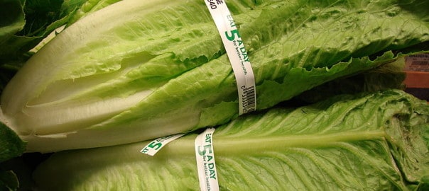 Should Chinchillas Eat Lettuce?