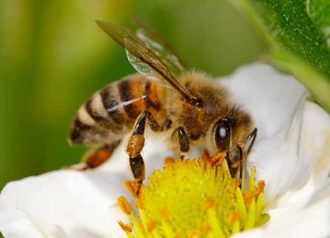 What Can Bees Eat in Winter