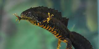 What Do Great Crested Newts Eat