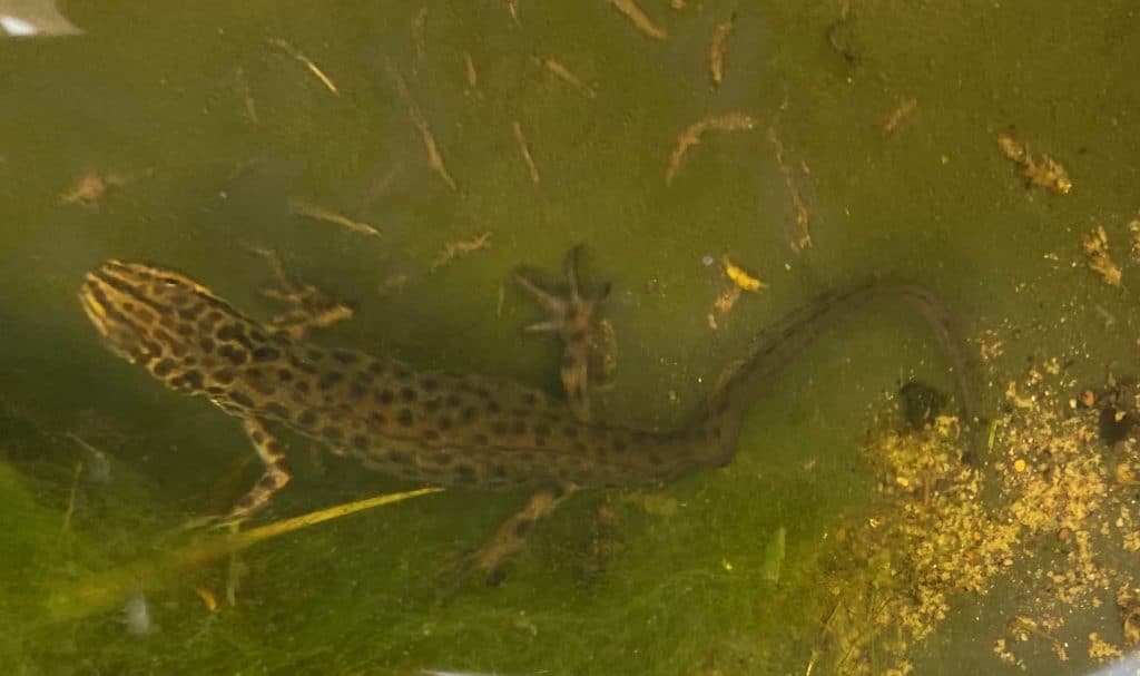 What Do Palmate Newts Eat? Pet Food Guide