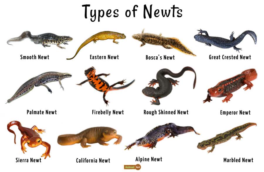 What Do Common Newts Eat?