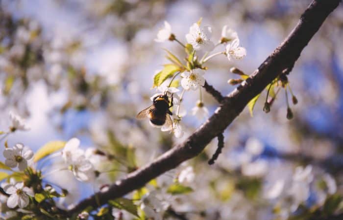 Food For Bees in Spring