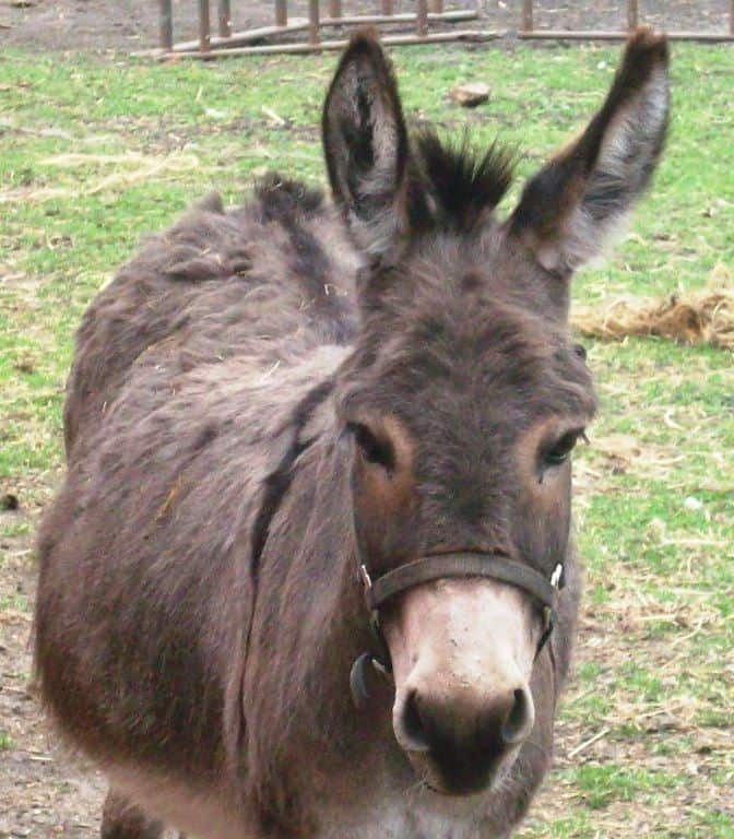 What to Feed the Donkey