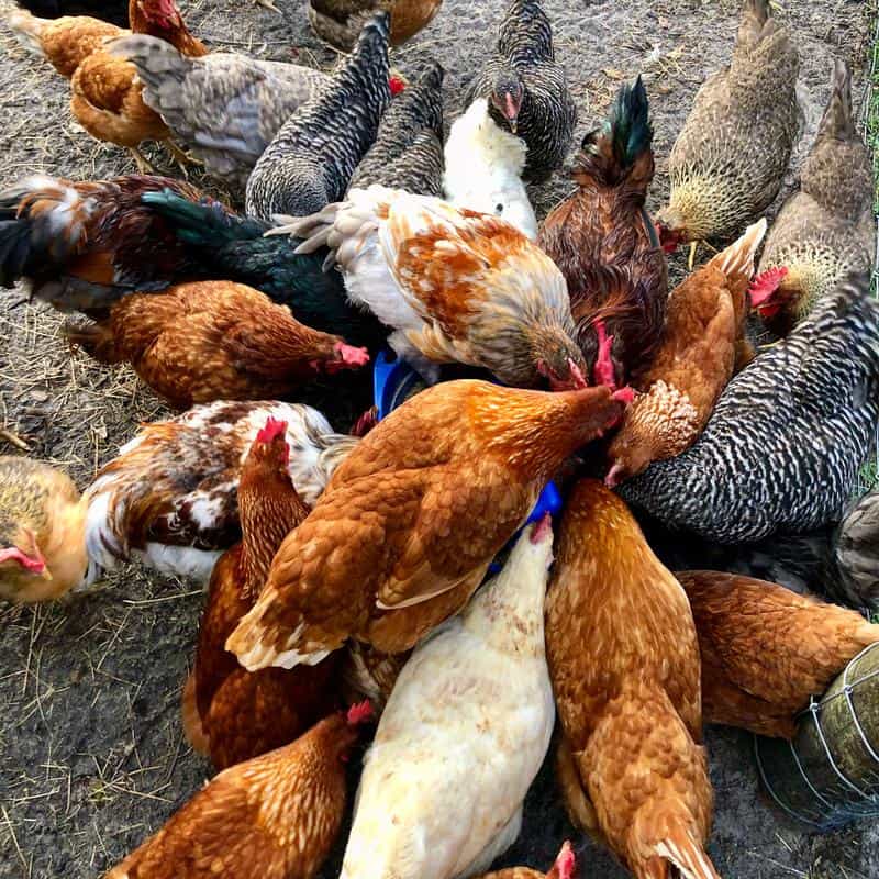Rural King Chicken Feed