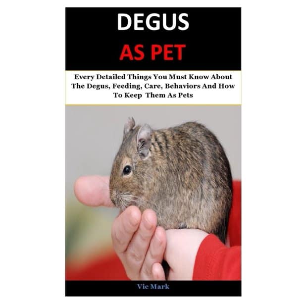 Feeding Degus