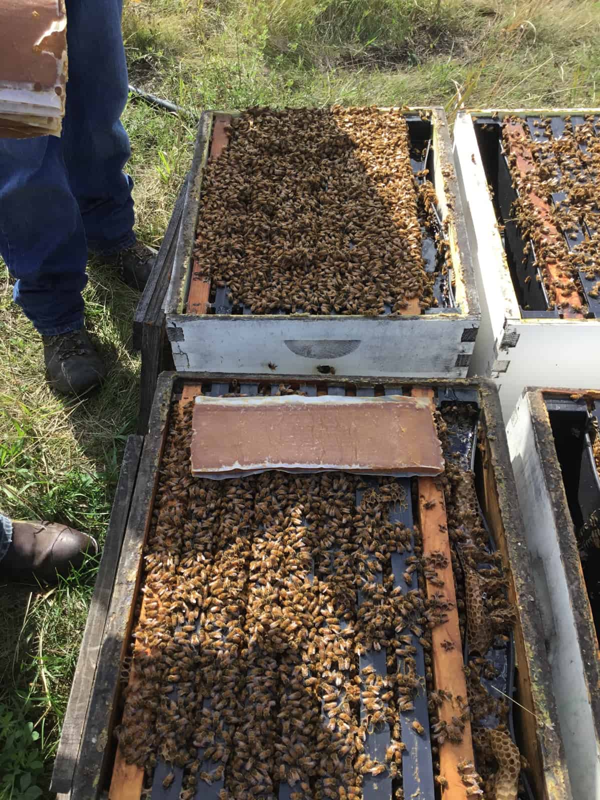 The Advantages and Disadvantages of a Dry Pollen Substitute Feeder