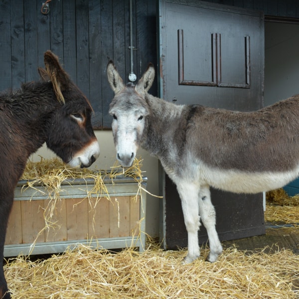 Sweet Feed For Donkeys