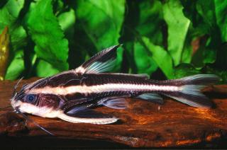Striped Raphael Catfish Food