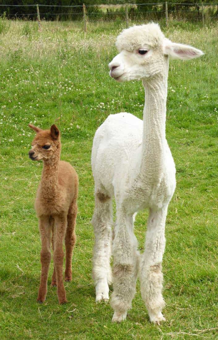 Vitamin A, D, and E For Alpacas Vitamin A, D, and E For Alpacas