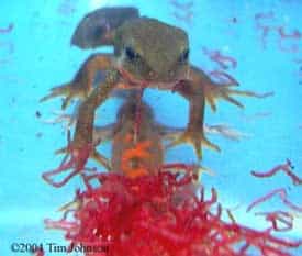 What Do Newts Eat in the Wild?