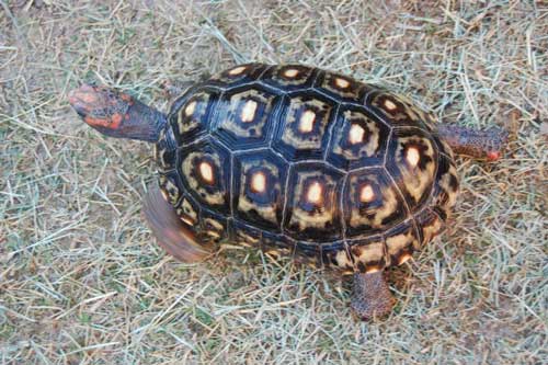 Red Foot Tortoises - What Do Red Foot Tortoises Eat?