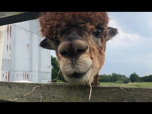 The Best Treats For Alpacas