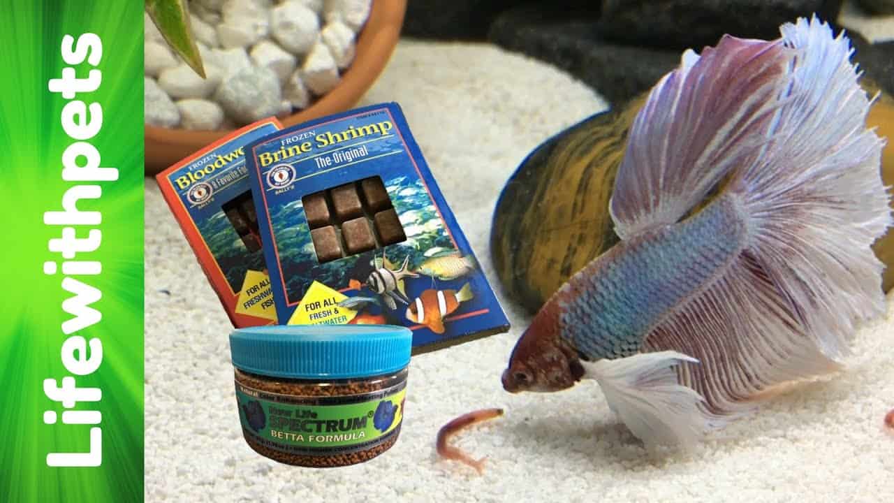 What Can Betta Fish Eat?