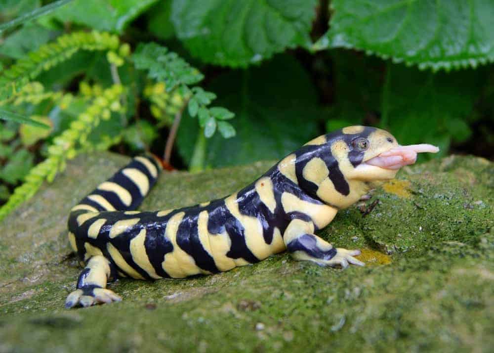 What Do Newts Eat in Captivité?