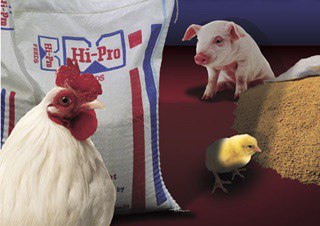 Hi Pro Chicken Feed - Choosing the Right One For Your Chickens