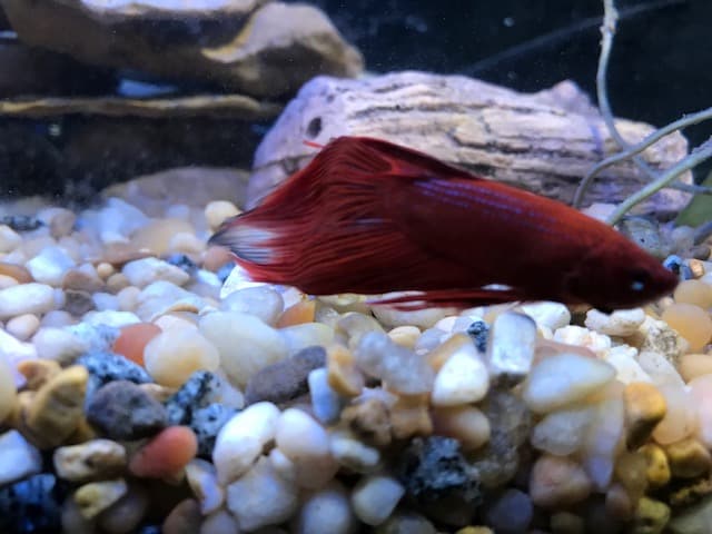 Do Betta Fish Eat Tropical Flakes?