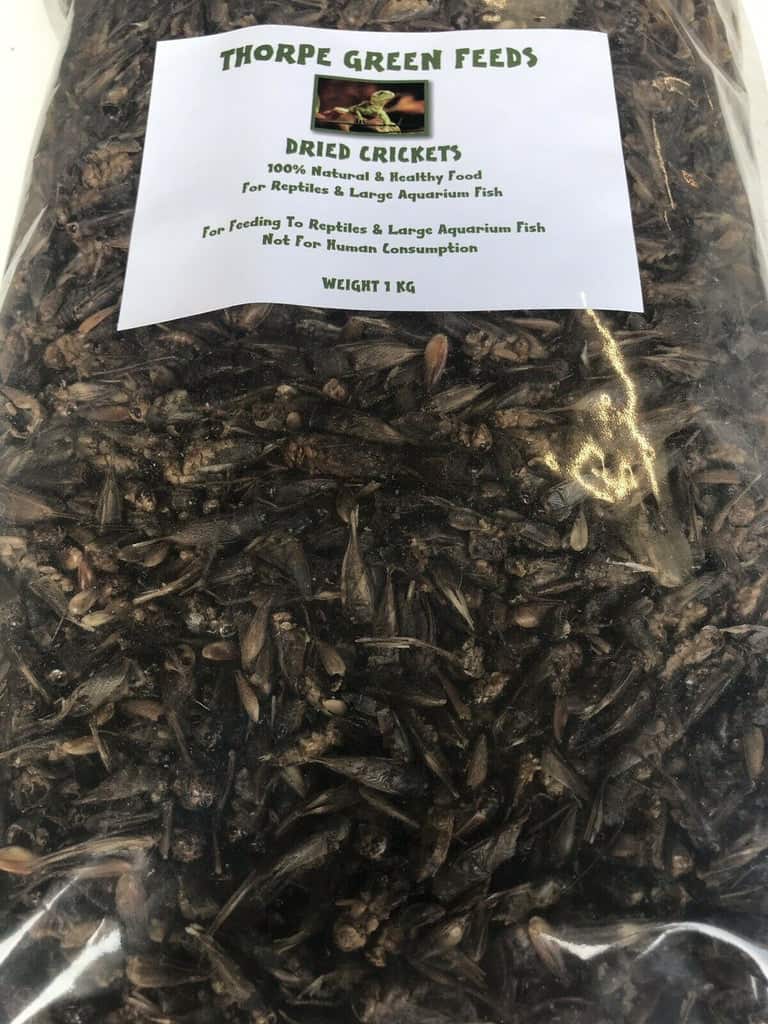 Feeding Your Bearded Dragon Freeze Dried Food Pet Food Guide