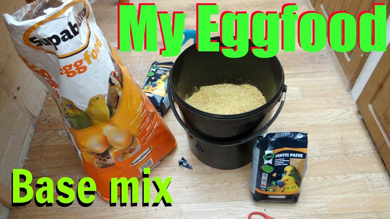Homemade Egg Food For Canaries