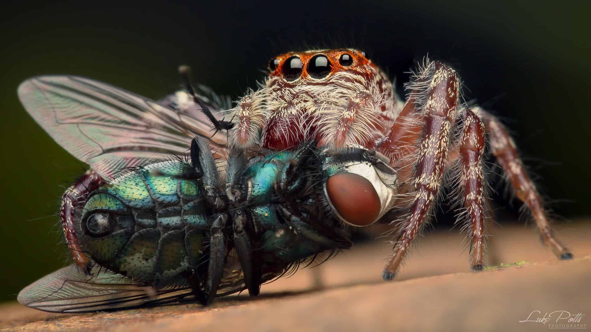 How Does a Spider Eat a Fly?