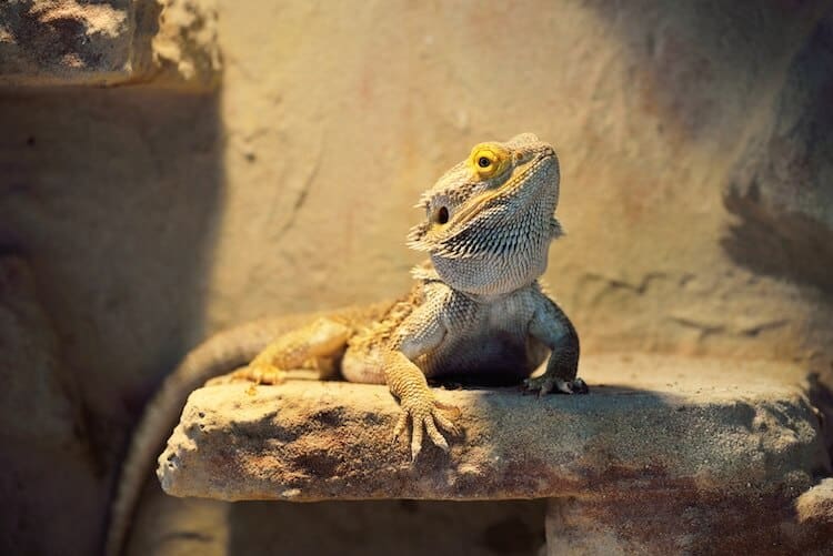 What to Feed Your Bearded Dragon Sub Adult