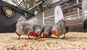 5 Good Chicken Treats