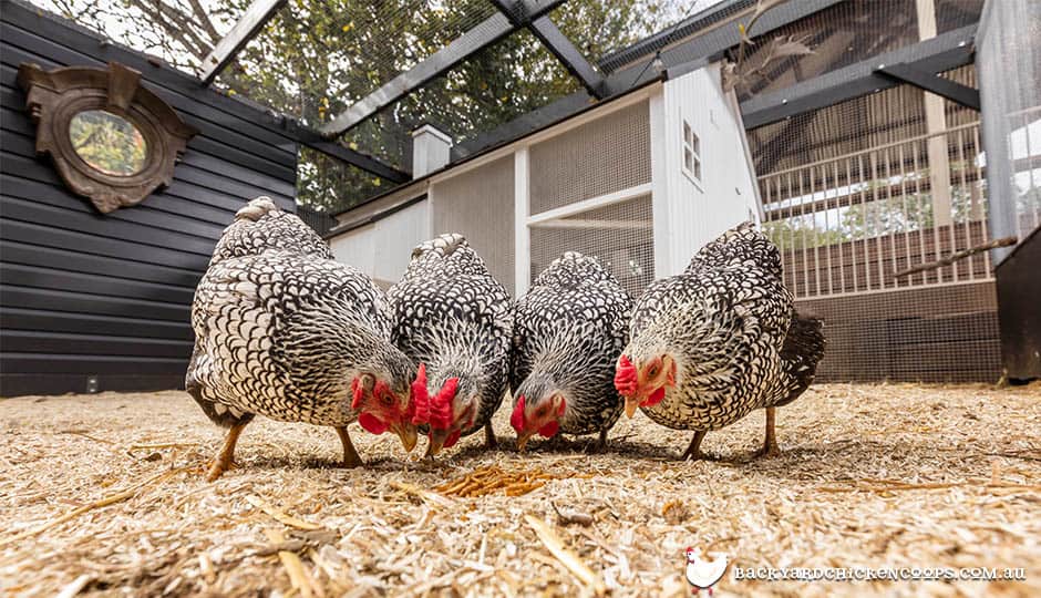 5 Good Chicken Treats