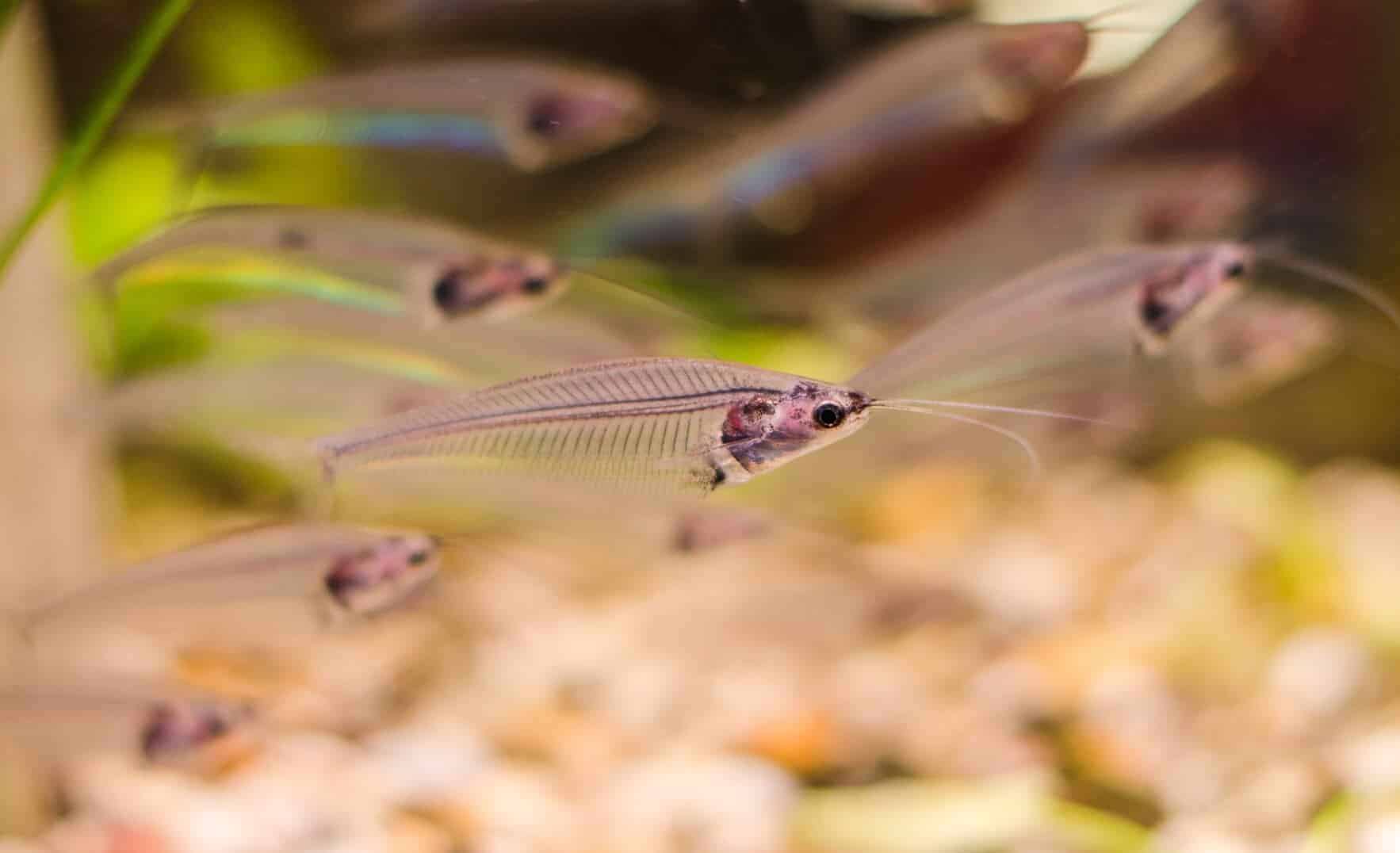 What Types of Freshwater Aquarium Catfish Food Are Best?