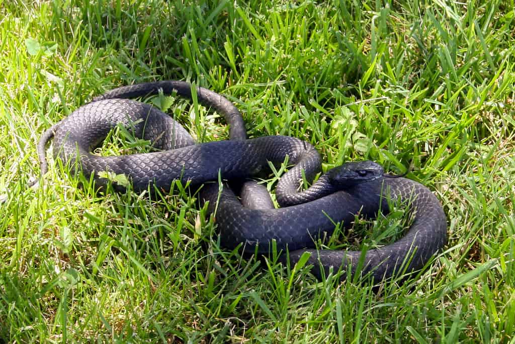 Rat Snake Diet
