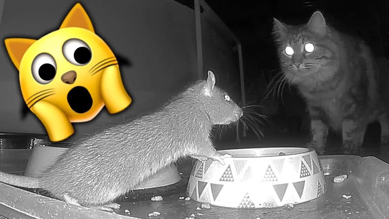 Can Gerbils Eat Rat Food?